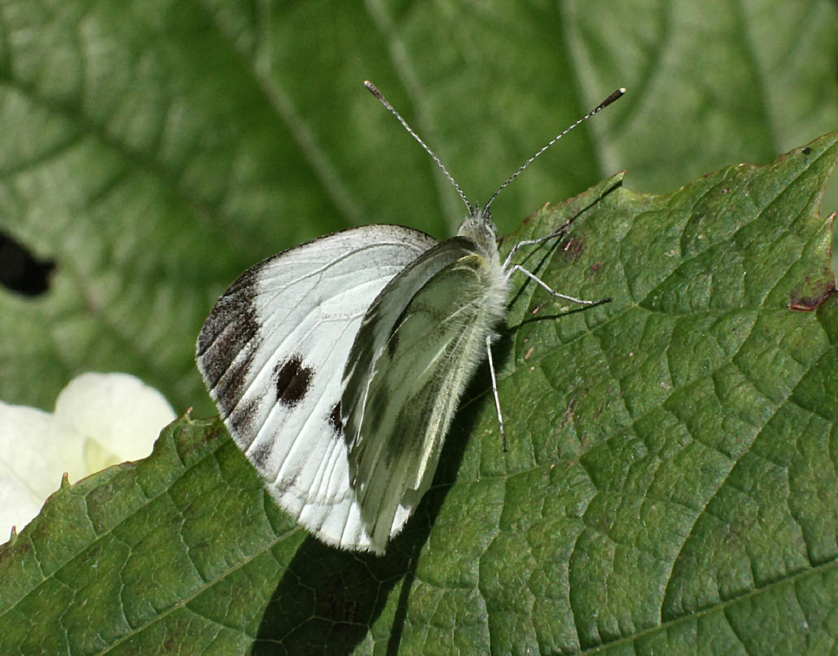 Pieris brassicae ?